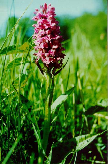 Breitblättriges Knabenkraut (Orchidee) / Bansin